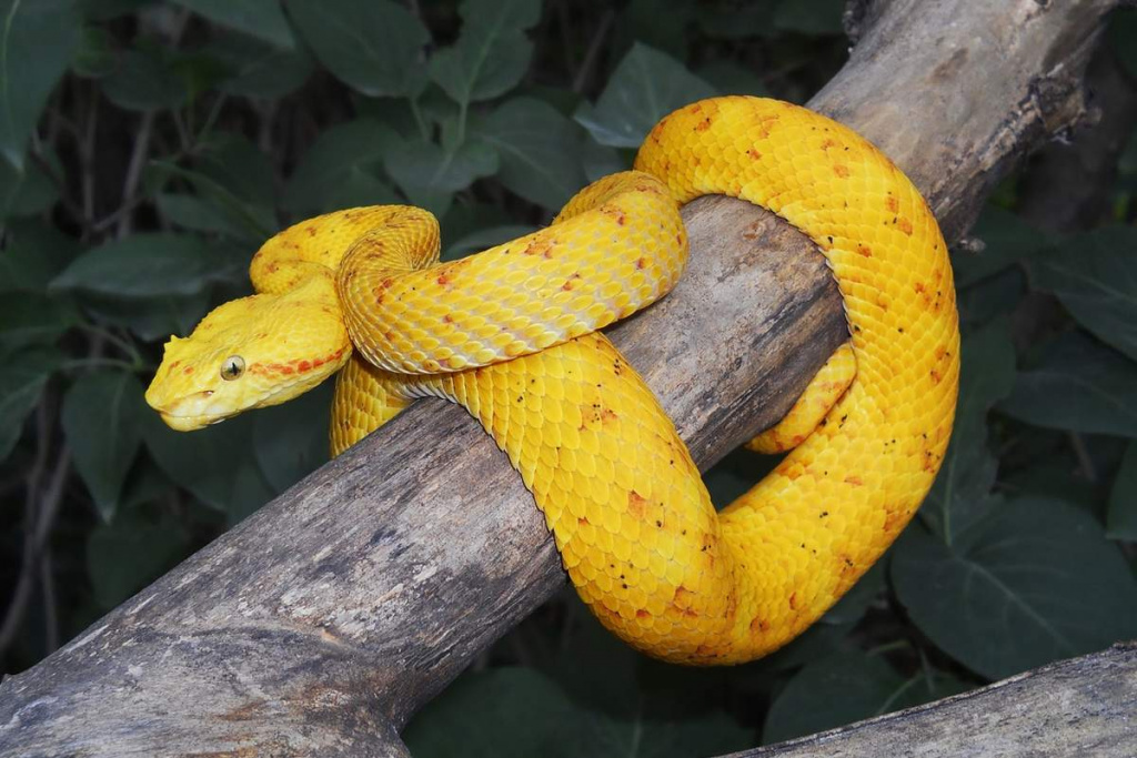 12 most beautiful snakes in the world - An online magazine about style ...