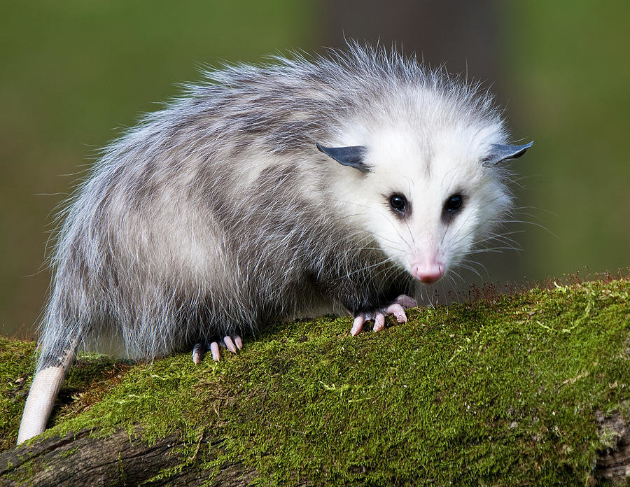 Virgin opossum 