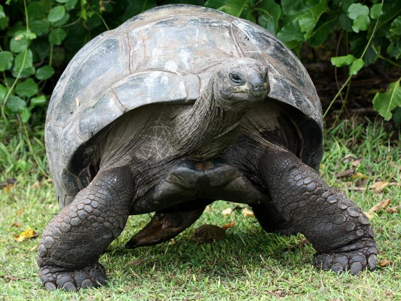 Giant turtle 