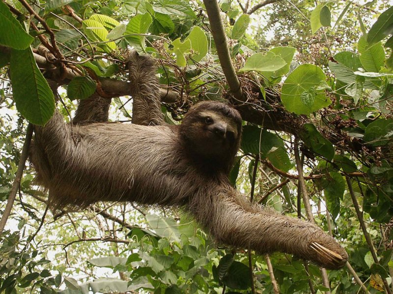 Three-toed sloth 