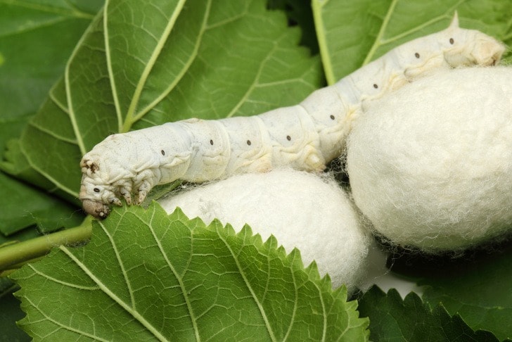 Silkworm cocoon 