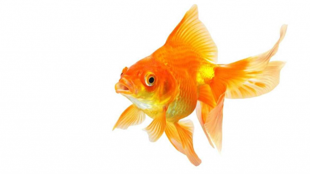 gold fish 