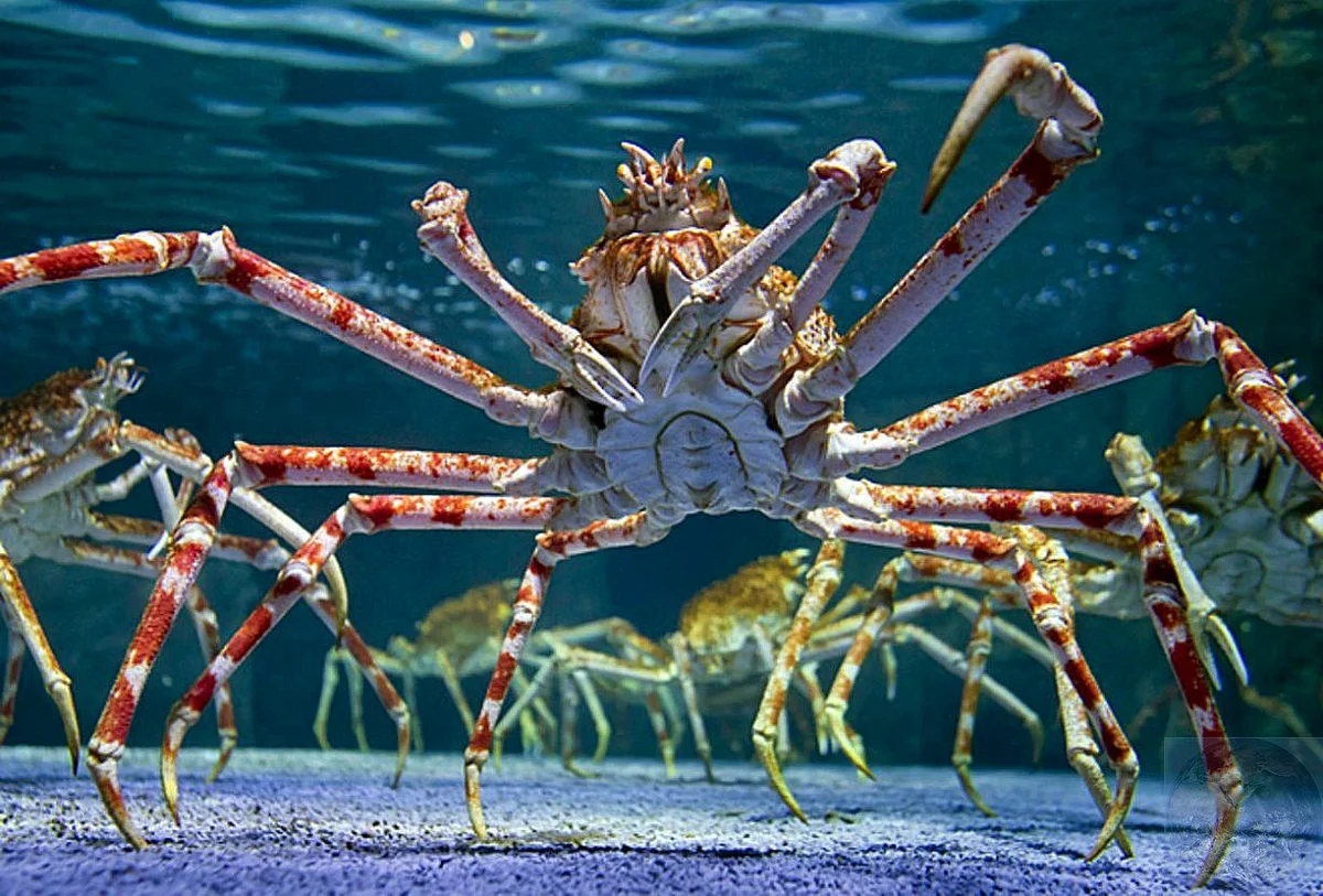 Japanese spider crab 