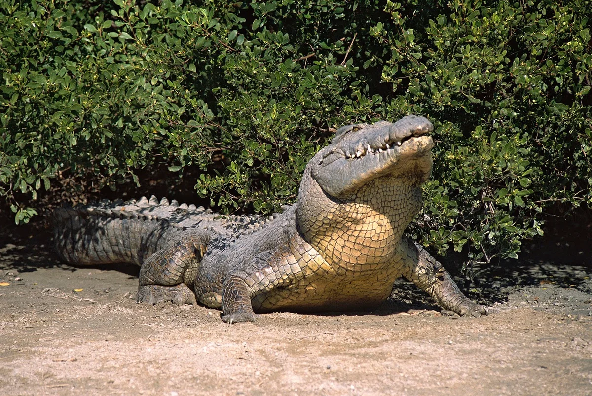Combed (saltwater crocodile) 