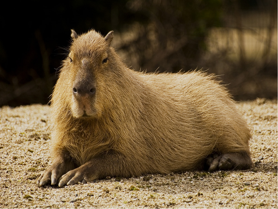 Capybara (guinea pig)  