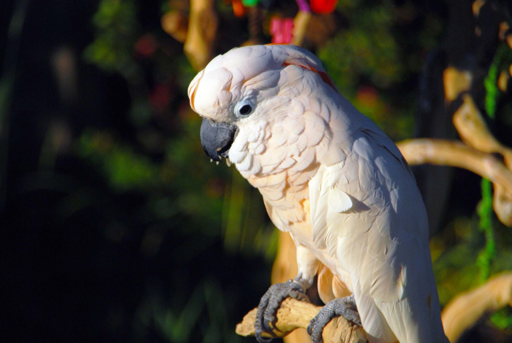 Moluccan cockatoo 