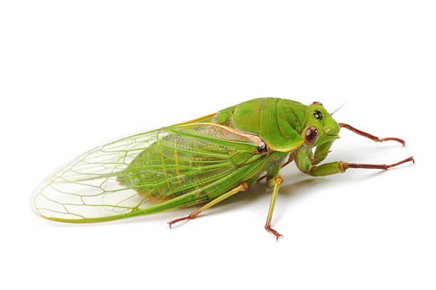 Cicada green grocer 
