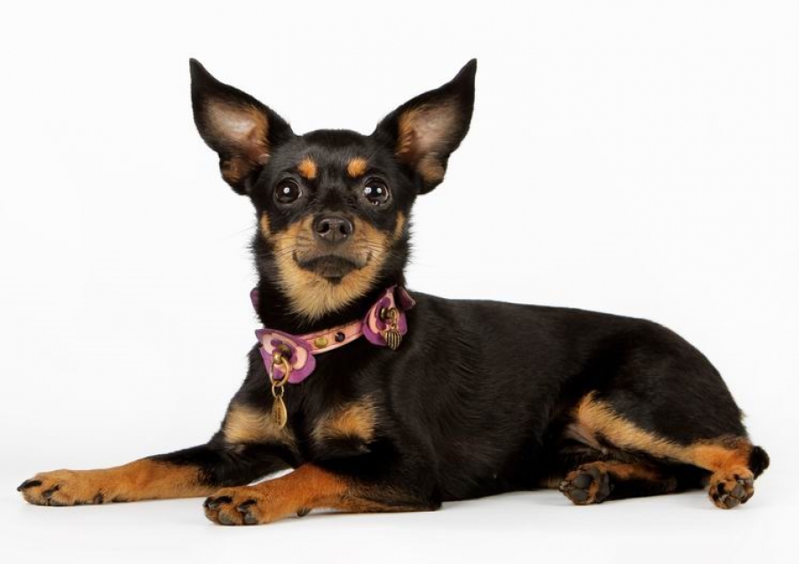 Russian toy terrier 