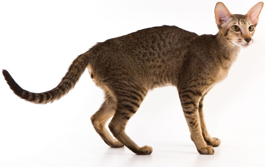 Oriental shorthair cat 