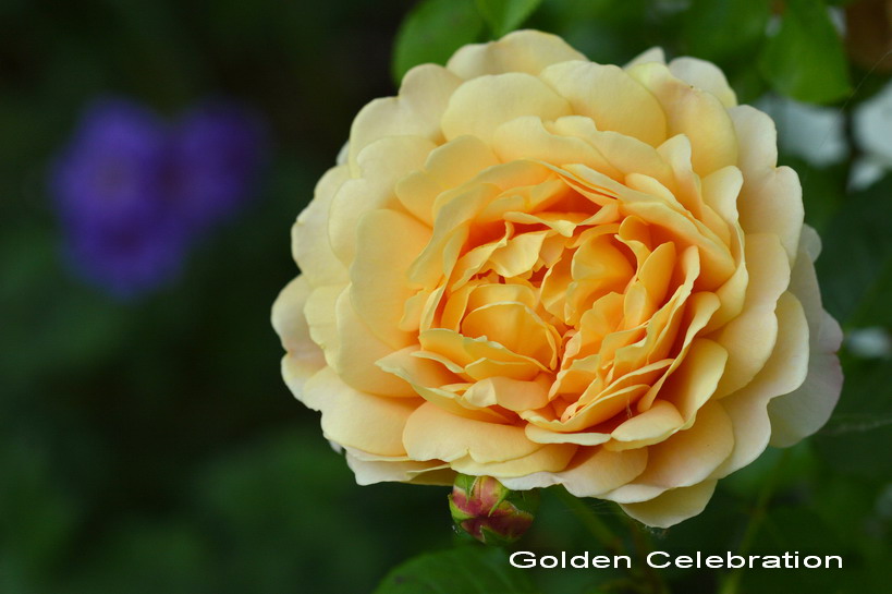 bush rose austin Golden Celebration buy 