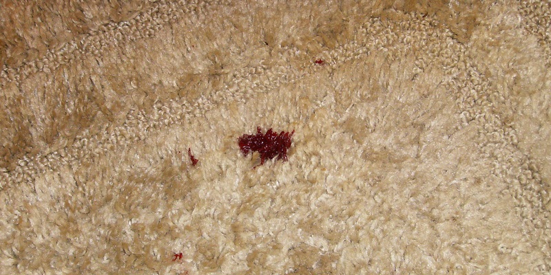 How to remove blood stains from carpet 
