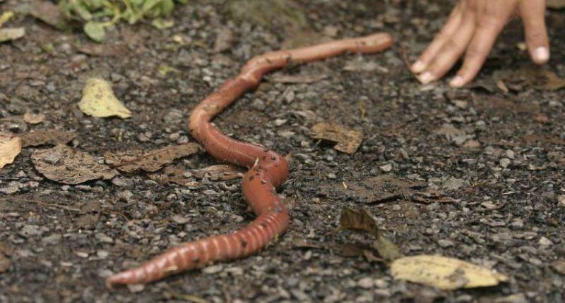 Australian giant earthworms 