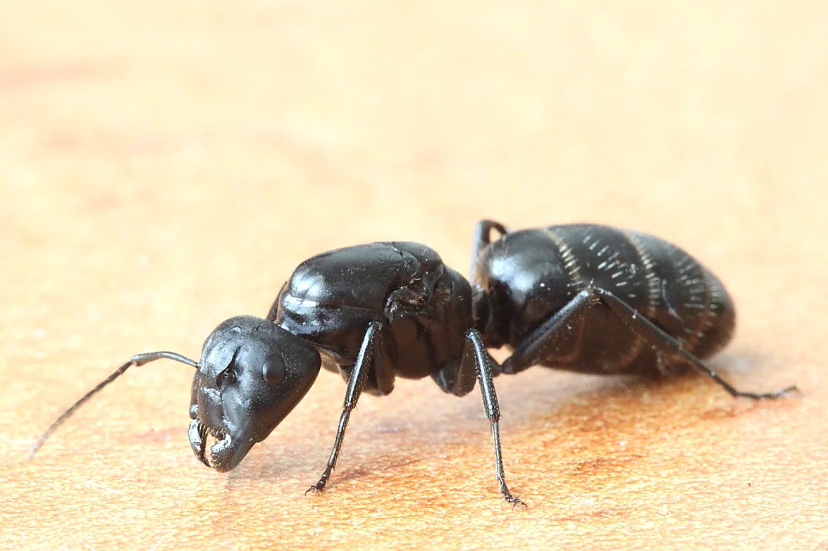 Black carpenter ant (Camponotus vagus) 