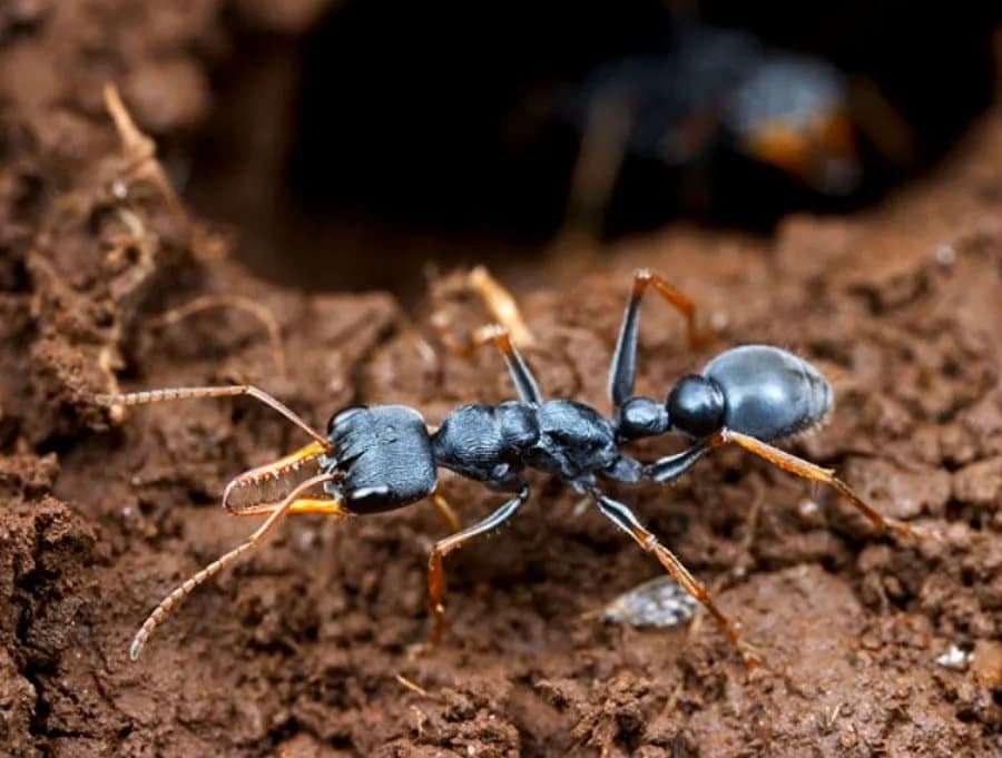 Black Bulldog Ant (Myrmecia pilosula) 