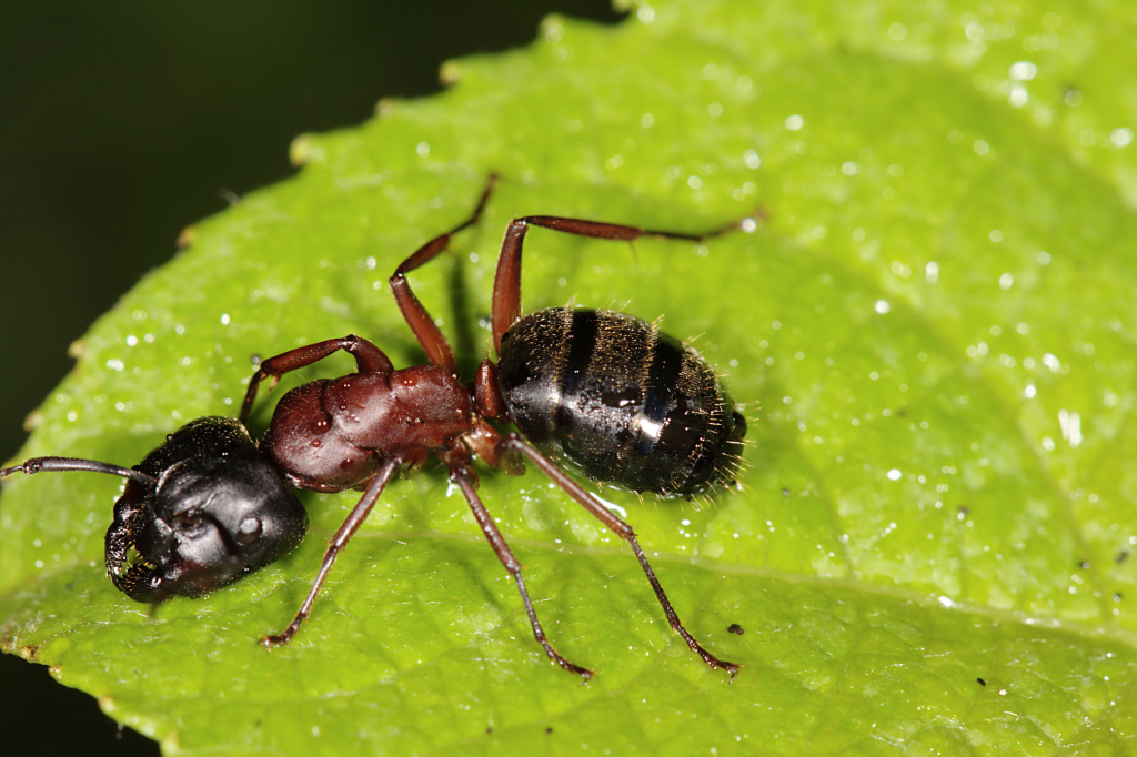 Red-breasted carpenter ant (Camponotus herculeanus) 