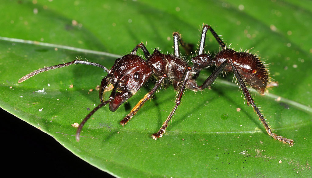 Bullet ant (Paraponera clavata) 