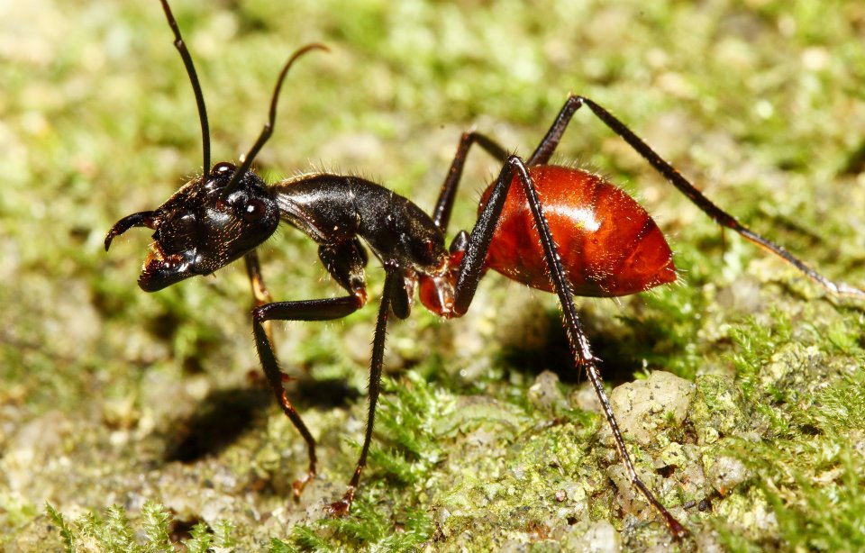Camponotus gigas