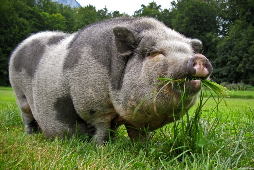 8 largest pig breeds in the world - An online magazine about style ...