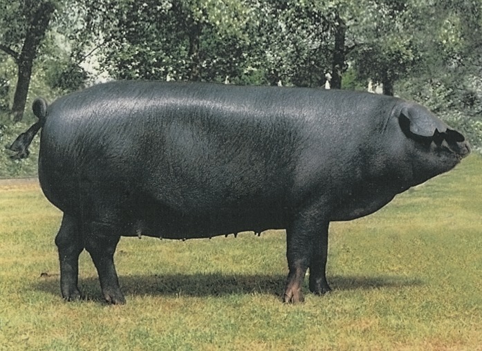 Large black pig 