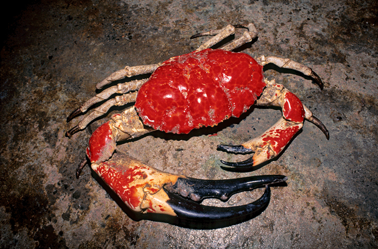 Tasmanian giant crab 