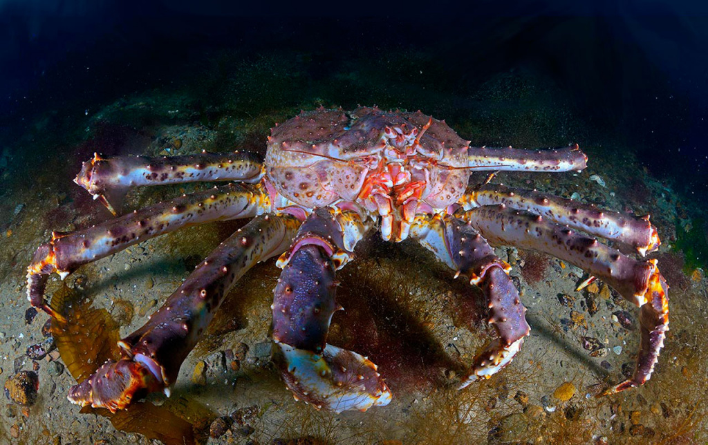 Alaskan Kamchatka crab 
