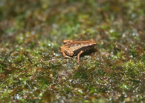  Gardiner's frog (Sechellophryne gardineri) 