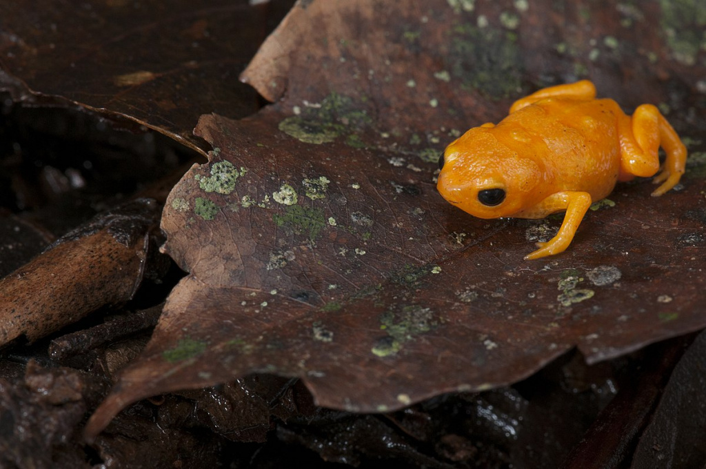 Isexon's toad, Brazilian golden frog (Brachycephalus didactylus) 