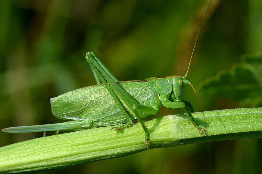 Green Grasshopper (Tettigonia viridissima) 