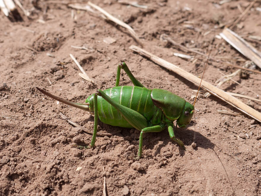 Mormon Grasshopper (Anabrus simplex) 
