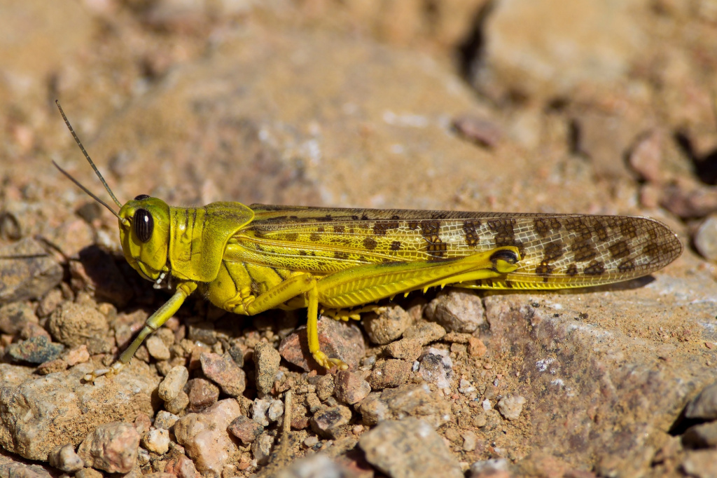 Desert Locust (Schistocerca gregaria) 
