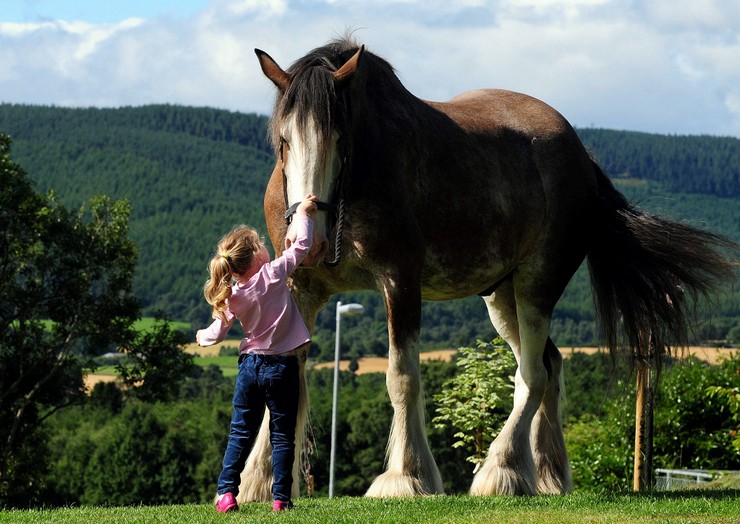 Digger horse  