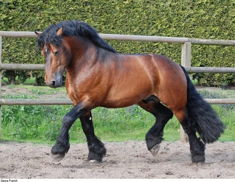  french percheron 