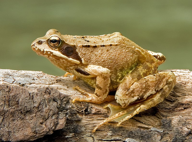 Grass frog 