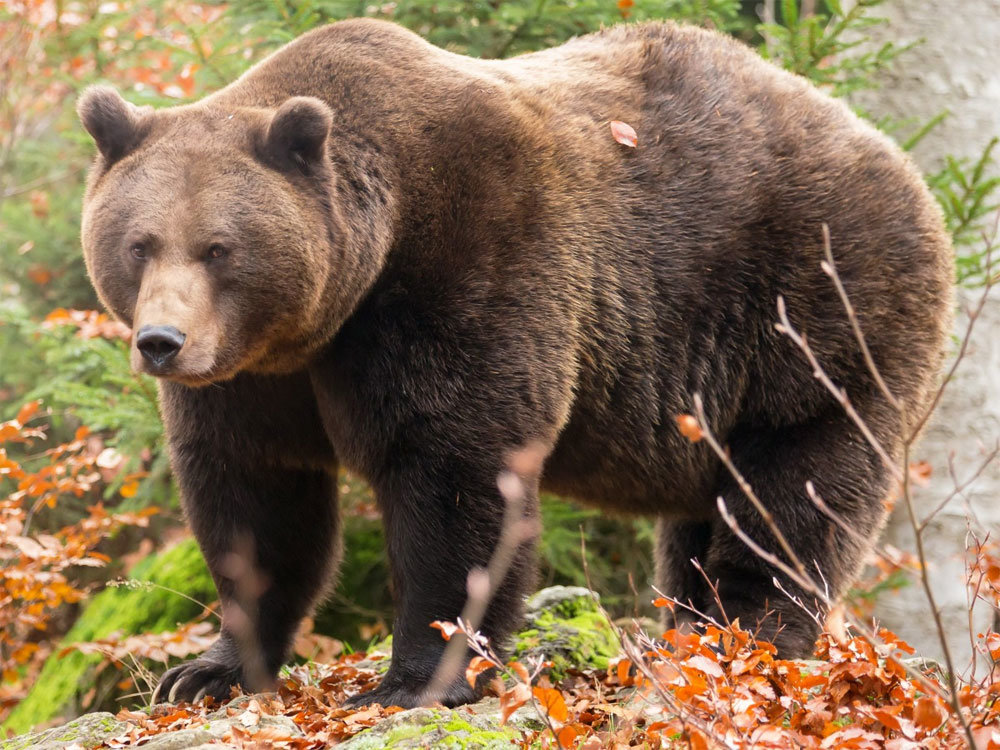 Brown (Siberian) bear 