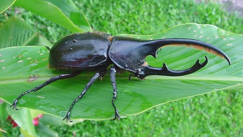 Hercules beetle (Dynastes hercules) 