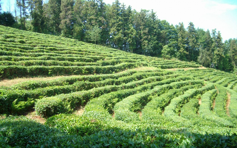 TEA PLANTATION IN DAGOMYS 