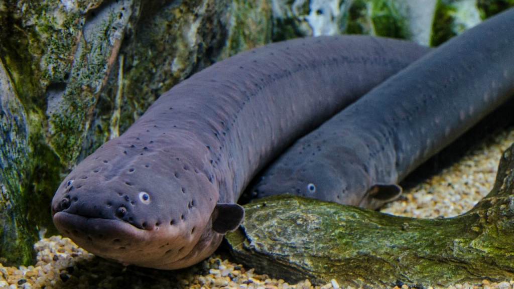 Electric eel 