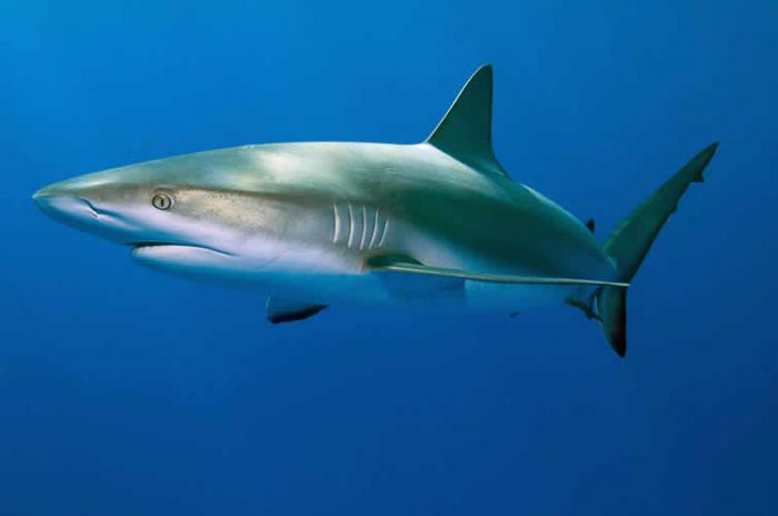 Bull shark (blunt shark) 