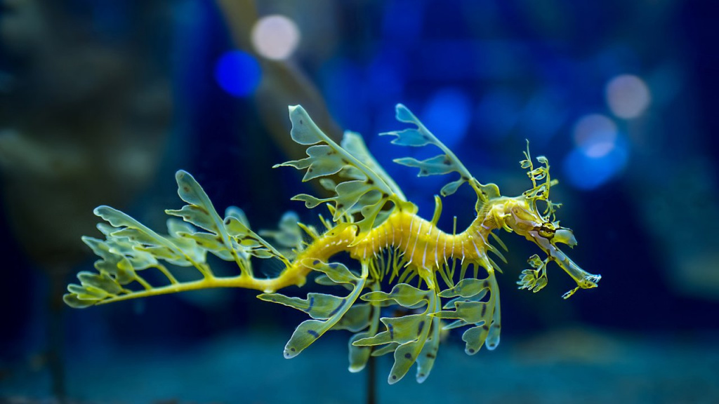 Sea Dragon 