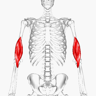 Location of the shoulder muscle 