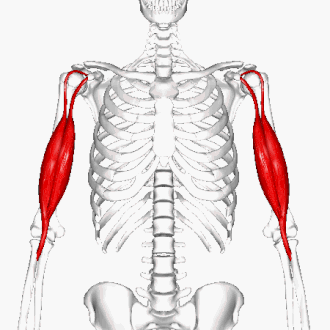 Anatomical location of the biceps 