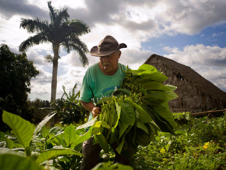 How tobacco is grown for Cuban cigars 